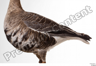 Greater white-fronted goose Anser albifrons body chest wing 0002.jpg